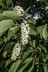 ������� ���������� (Prunus virginiana) �����������