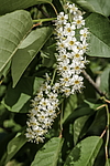������� ���������� (Prunus virginiana) �����������