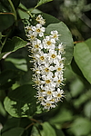 ������� ���������� (Prunus virginiana) �����������