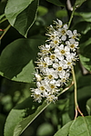 ������� ���������� (Prunus virginiana) �����������
