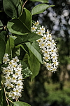 ������� ���������� (Prunus virginiana) �����������