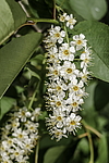 ������� ���������� (Prunus virginiana) �����������