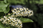 ������� ���������� (Prunus virginiana) �����������