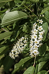 ������� ���������� (Prunus virginiana) �����������