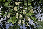 ������� ���������� (Prunus virginiana) �����������
