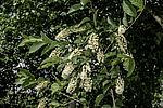 ������� ���������� (Prunus virginiana) �����������