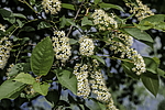 ������� ���������� (Prunus virginiana) �����������