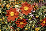 ������� ��������� (Dahlia hybrida) �����������