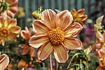 ������� ��������� (Dahlia hybrida) �����������