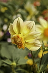 ������� ��������� (Dahlia hybrida) �����������