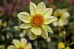 ������� ��������� (Dahlia hybrida) �����������