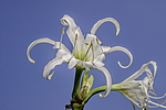 ������������ ������ (Hymenocallis x festalis) �����������