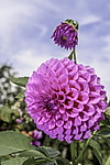 ������� ��������� (Dahlia hybrida) �����������