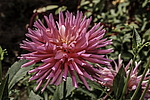 ������� ��������� (Dahlia hybrida) �����������