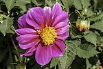 ������� ��������� (Dahlia hybrida) �����������