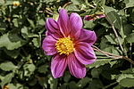 ������� ��������� (Dahlia hybrida) �����������
