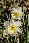 ������� ���������������� (Narcissus x hybridus) ����, ����, ������