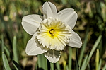 ������� ���������������� (Narcissus x hybridus) ����, ����, ������