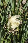 ������� ��������� (Narcissus x hybridus) ����, ������