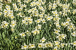 ������� ���������������� (Narcissus x hybridus) ����, ����, ������