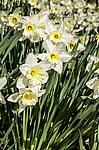 ������� ���������������� (Narcissus x hybridus) ����, ����, ������
