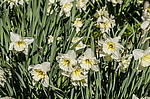 ������� ���������������� (Narcissus x hybridus) ����, ����, ������