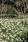 ������� ���������������� (Narcissus x hybridus) ����, ����, ������