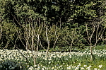 ������� ���������������� (Narcissus x hybridus) ����, ����, ������