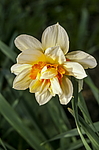 ������� �������� (Narcissus x hybridus) ����, ������