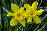 ������� ��������� (Narcissus x hybridus) ����, ������