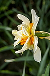 ������� �������� (Narcissus x hybridus) ����, ������