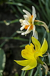 ������� ��������� (Narcissus x hybridus) ����, ������