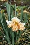 ������� ������������������ (Narcissus x hybridus) ����, ������