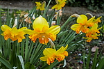 ������� ������������������ (Narcissus x hybridus) ����, ������
