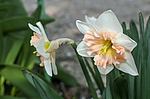 ������� ������������������ (Narcissus x hybridus) ����, ������