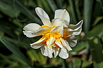 ������� �������� (Narcissus x hybridus) ����, ������