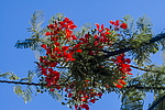 �������� ����������� (Delonix regia) ���������