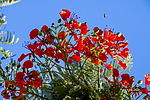 �������� ����������� (Delonix regia) ���������