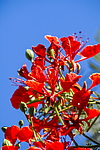 �������� ����������� (Delonix regia) ���������