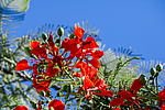 �������� ����������� (Delonix regia) ���������