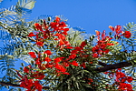�������� ����������� (Delonix regia) ���������
