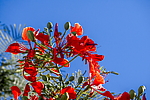 �������� ����������� (Delonix regia) ���������