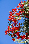 �������� ����������� (Delonix regia) ���������