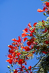 �������� ����������� (Delonix regia) ���������