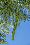 �������� ����������� (Delonix regia) ���������