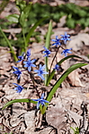 �������� ���������� (Scilla bifolia) ��������� �������, ����, ������