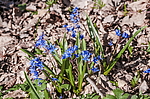 �������� ���������� (Scilla bifolia) ��������� �������, ����, ������