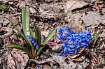�������� ���������� (Scilla bifolia) ��������� �������, ����, ������