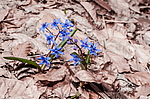 �������� ���������� (Scilla bifolia) ��������� �������, ����, ������