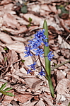 �������� ���������� (Scilla bifolia) ��������� �������, ����, ������